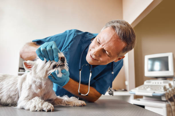 Best Emergency Root Canal Therapy in Bloomville, OH